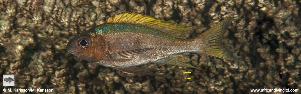 Ophthalmotilapia boops 'Popo Point'