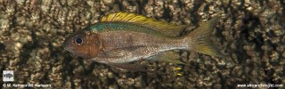 Ophthalmotilapia boops 'Popo Point'.jpg