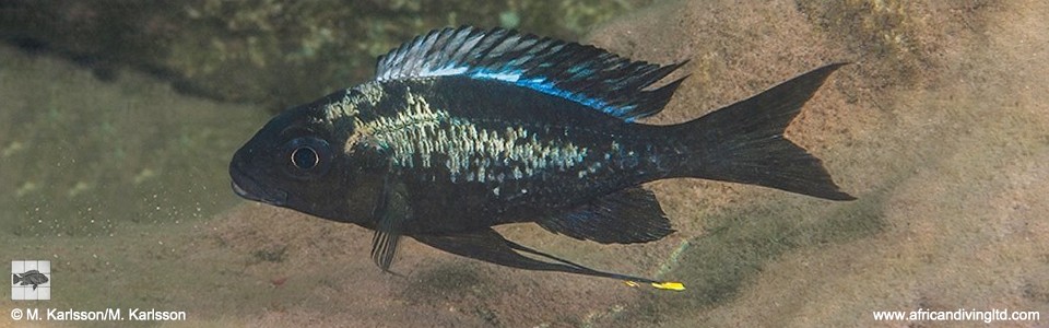 Ophthalmotilapia sp. 'whitecap' Mswa Point<br><font color=gray>Ophthalmotilapia ventralis 'Mswa Point'</font>