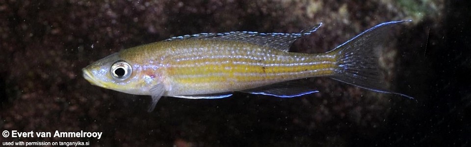 Paracyprichromis brieni 'Cape Nangu'