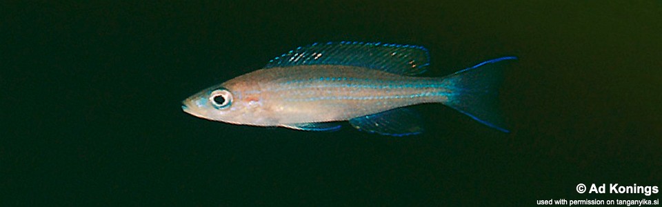 Paracyprichromis brieni 'Magara'