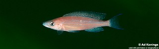 Paracyprichromis brieni 'Kalambo Lodge'.jpg