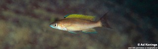 Paracyprichromis brieni 'Kambwimba'.jpg