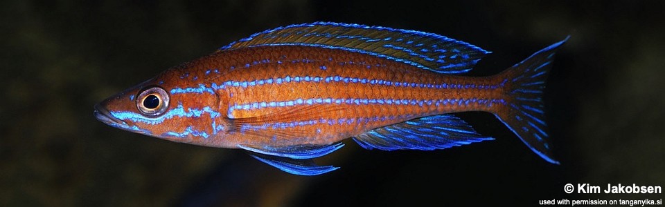 Paracyprichromis nigripinnis (unknown locality)<br><font color=gray>Blue Neon</font>