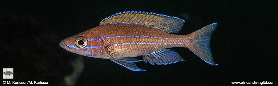 Paracyprichromis cf. nigripinnis 'Cape Mpimbwe'