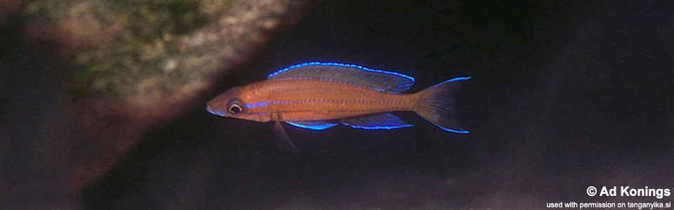 Paracyprichromis nigripinnis 'Chituta Bay'