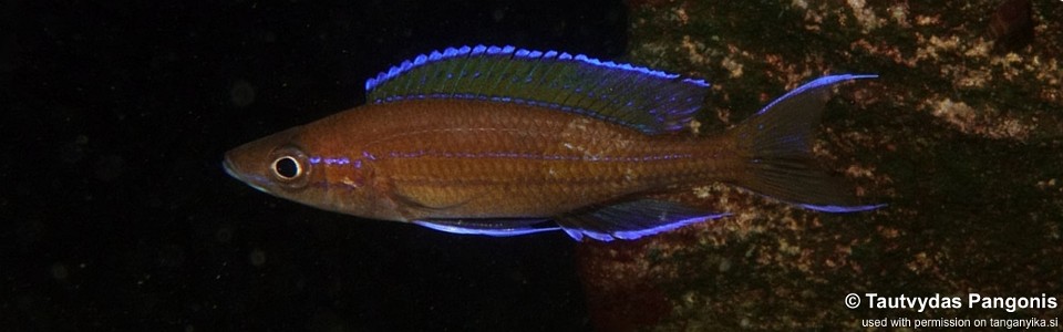 Paracyprichromis nigripinnis 'Kabwe Nsolo'
