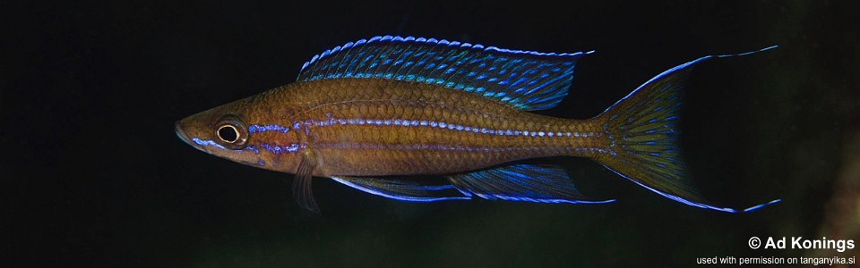 Paracyprichromis nigripinnis 'Kalala Island'