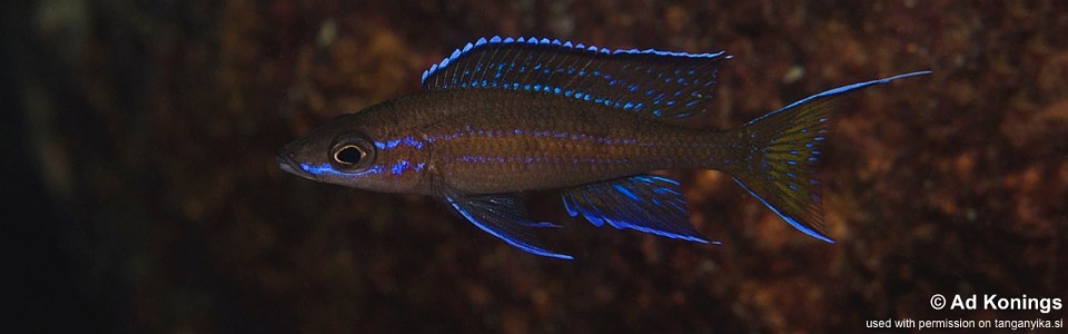 Paracyprichromis nigripinnis 'Ninde'