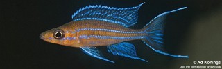 Paracyprichromis nigripinnis 'Kambwimba'.jpg