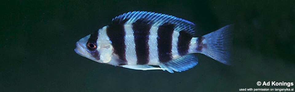 Perissodus straeleni