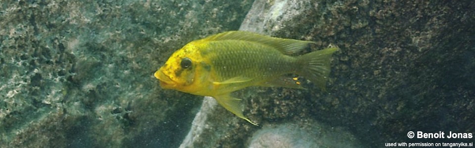 Petrochromis ephippium 'Cape Mpimbwe'<br><font color=gray>Moshi Yellow</font>