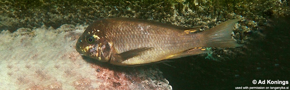Petrochromis ephippium 'Isanga Bay'