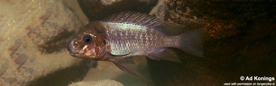 Petrochromis ephippium 'Kalambo Lodge'