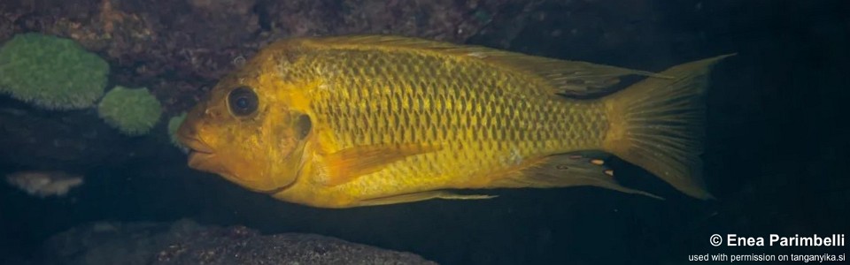 Petrochromis ephippium 'Lumbye Bay'<br><font color=gray>Moshi Yellow</font>