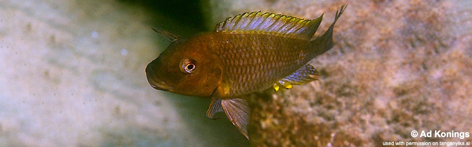 Petrochromis famula 'Kalambo Lodge'
