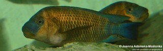 Petrochromis famula 'Ubwari'.jpg