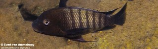 Petrochromis famula 'Zambia'.jpg