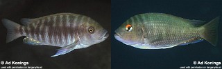 Petrochromis fasciolatus