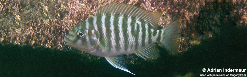 Petrochromis horii 'Kalambo Lodge'
