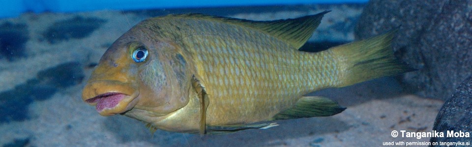 Petrochromis macrognathus 'Katumbi Point'