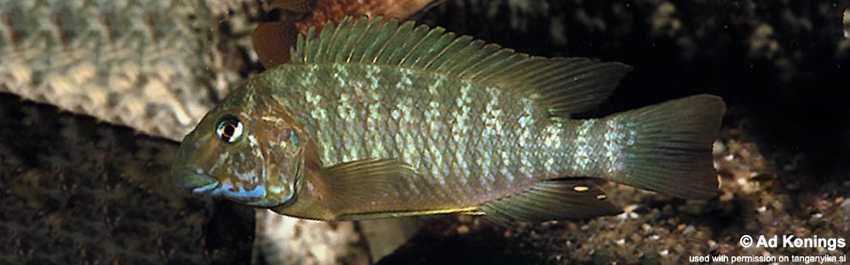 Petrochromis macrognathus (unknown locality)