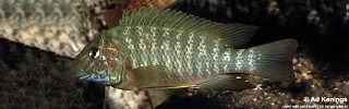 Petrochromis macrognathus.jpg