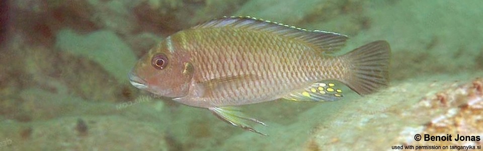 Petrochromis orthognathus 'Bulu Point'