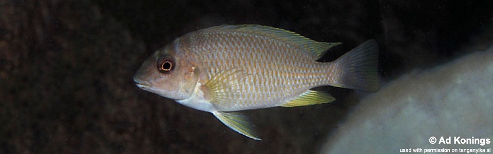Petrochromis orthognathus 'Cape Tembwe'