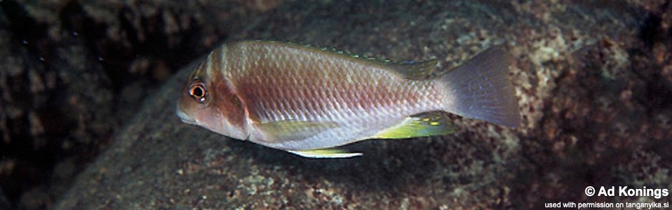 Petrochromis orthognathus 'Milima Island'