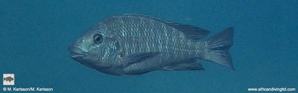 Petrochromis sp. 'blue giant' Lupote Rocks<br><font color=gray>Petrochromis sp. 'giant' Lupote Rocks</font>
