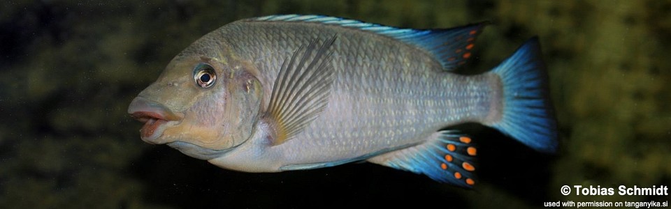 Petrochromis sp. 'blue giant' (unknown locality)<br><font color=gray>Petrochromis sp. 'giant' (unknown locality)</font>