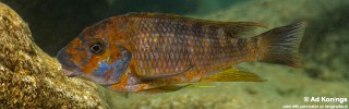 Petrochromis sp. 'kasumbe congo'