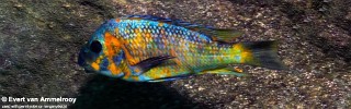 Petrochromis sp. 'kasumbe' Cape Kabogo.jpg