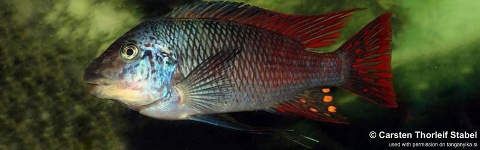 Petrochromis sp. 'longola red fin' Longola<br><font color=gray>Petrochromis sp. 'longnose red longola' Longola</font>