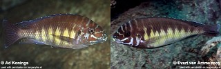 Petrochromis sp. 'orthognathus ikola'