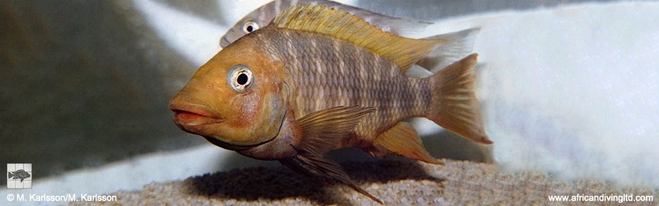 Petrochromis sp. 'red mpimbwe' Cape Mpimbwe<br><font color=gray>Petrochromis sp. 'kipili brown' Cape Mpimbwe</font>