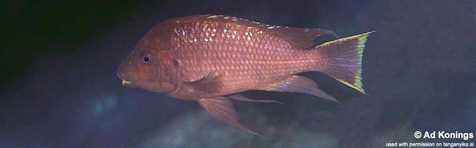 Petrochromis sp. 'red mpimbwe' Fulwe Rocks<br><font color=gray>Petrochromis sp. 'kipili brown' Fulwe Rocks</font>