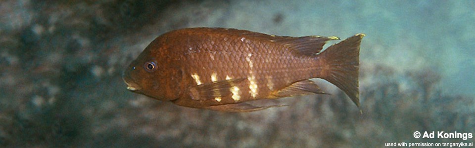 Petrochromis sp. 'red mpimbwe' Ulwile Island<br><font color=gray>Petrochromis sp. 'kipili brown' Ulwile Island</font>