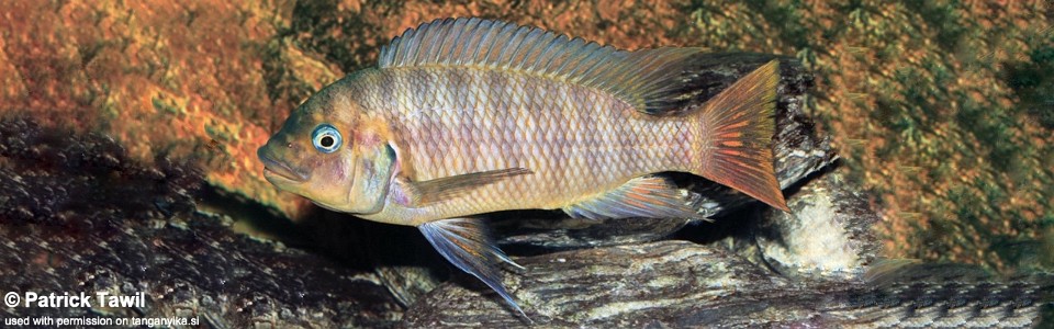 Petrochromis sp. 'red mpimbwe' (unknown locality)<br><font color=gray>Petrochromis sp. 'kipili brown' (unknown locality)<br>Petrochromis Flametail</font>