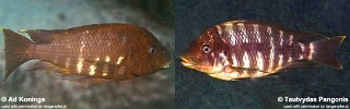 Petrochromis sp. 'red mpimbwe'