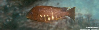 Petrochromis sp. 'red mpimbwe' Ulwile Island.jpg