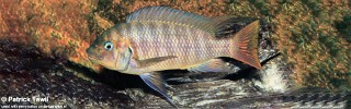 Petrochromis sp. 'red mpimbwe'.jpg