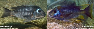 Petrochromis sp. 'sky blue congo'