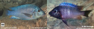 Petrochromis sp. 'texas blue neon'