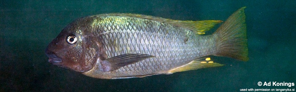 Petrochromis sp. 'texas isonga' Busisi Bay