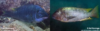 Petrochromis sp. 'texas isonga'