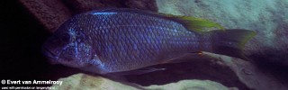 Petrochromis sp. 'texas isonga' Sibwesa.jpg