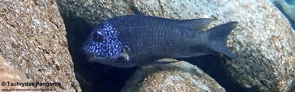Petrochromis sp. 'texas' Luagala Point
