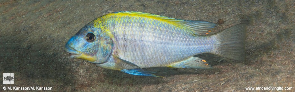 Petrochromis sp. 'yellow back' Izinga Island